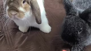 Bunny Steals Strawberry from Friend
