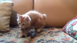 cat playing with toy/
