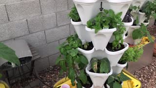 Updates from the tower garden