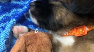 Puppy Gives Teddy Bear Sleep Time Cuddles