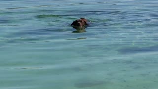 Cute dog swimming in water