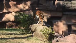 Tiger Walks With Attitude