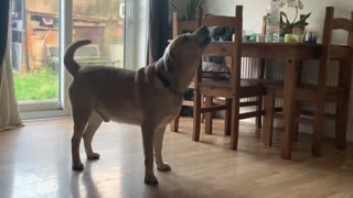 Labrador's first howl sounds like a cow
