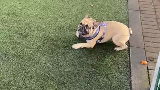 High-energy Frenchie gets so excited about grassy turf