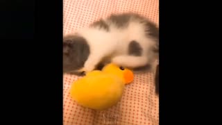 Hilarious Animals Video 1