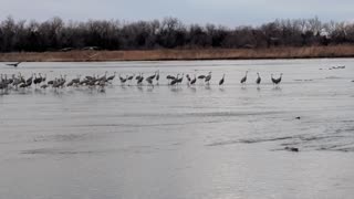 Nebraska Sandhill Cranes in the evening