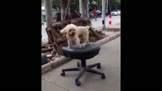 Funny Animals - compilation Try not to laugh