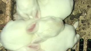 Rabbits was born two weeks