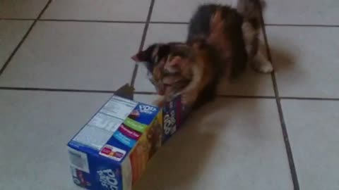 Kitten loves sliding into empty box