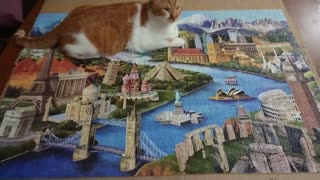 Ray, The Blind Cat Finishes Puzzle