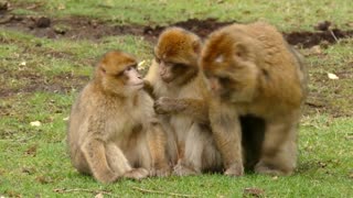 monkey | monkey funny video