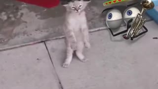 Cute funny cat dancing