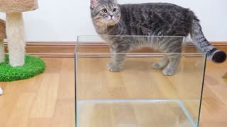 cat afraid of water?