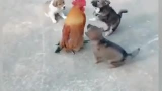 Funny dogs fighting chickens