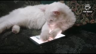 funny cute animals playing