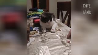 The cat plays but does not understand what
