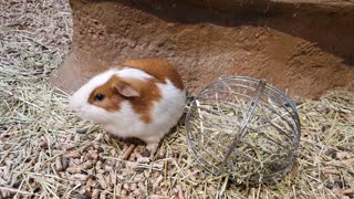 Cute guinea pig with itchy body