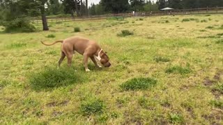 German Shepherd Attacks Pitbull. g\p