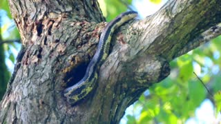 Gray Rat Snake Climbing Tree