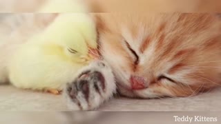 Kitten sleeps sweetly with the chicken