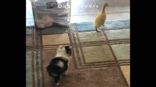 A little Dog Running Behind A Goose in The House.