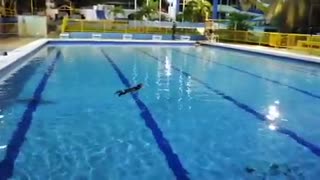 Como un nadador profesional, un chigüiro se zambulló en una piscina en Santander