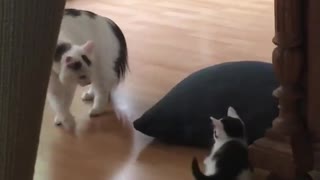 Mama cat plays with her kitten
