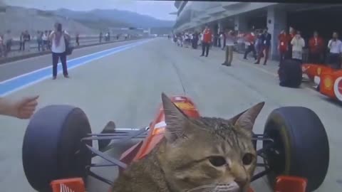 Cat in drifting Car