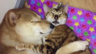 Shiba Inu and cat best friendly preciously nap together