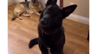 Woman tells her dogs a story using words that they know