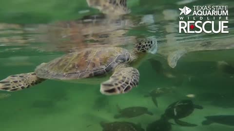 Cold Stunned sea turtles gradually warming up at Texas State Aquarium Rescue Centre
