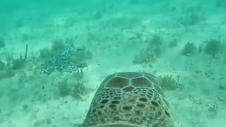 Camera attached to the back of a sea turtle delivers incredible footage