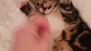 Adorably Sweet Kitten Loves Tummy Tickles