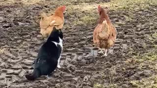 Chickens Team up to Stop Cat