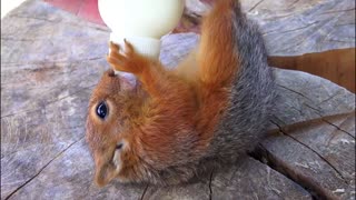 Baby Squirrel Drinking milk