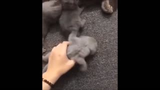 Cute Pets And Funny Animals. Funny pets videos compilation 2021