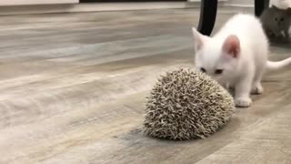 Hedgehog Wards Off Curious Little Kitten