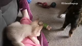 Brown cat greets white husky, named loca, for the first time