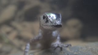 Lizard Breaths Beneath the Surface