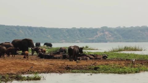 A large herd of Elephants try to stay cool along an African riverbank