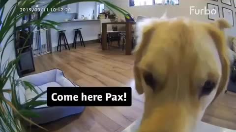 What Golden Retrievers Do When They're Home Alone