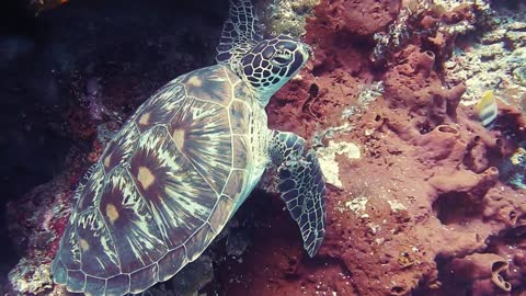 Turtle amid coral reefs in the deep ocean