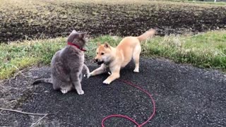 cute dog plays with lovely cat
