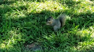 Squirrel eating habits in the park