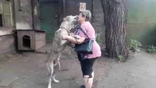 Dog who was lost for years reunites with owner
