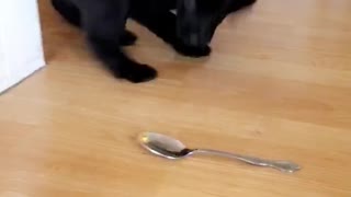 Puppy Dog Doesn't Like Spoon