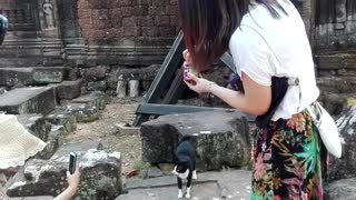 Eating my cute cat so poor in jungle temple