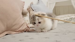 Cute Kitten Playing at Home