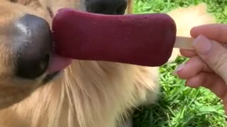 Smart Dog Takes the Sweet Treat