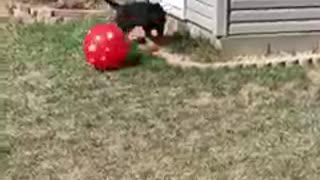 Small puppy playing football with high spirit!